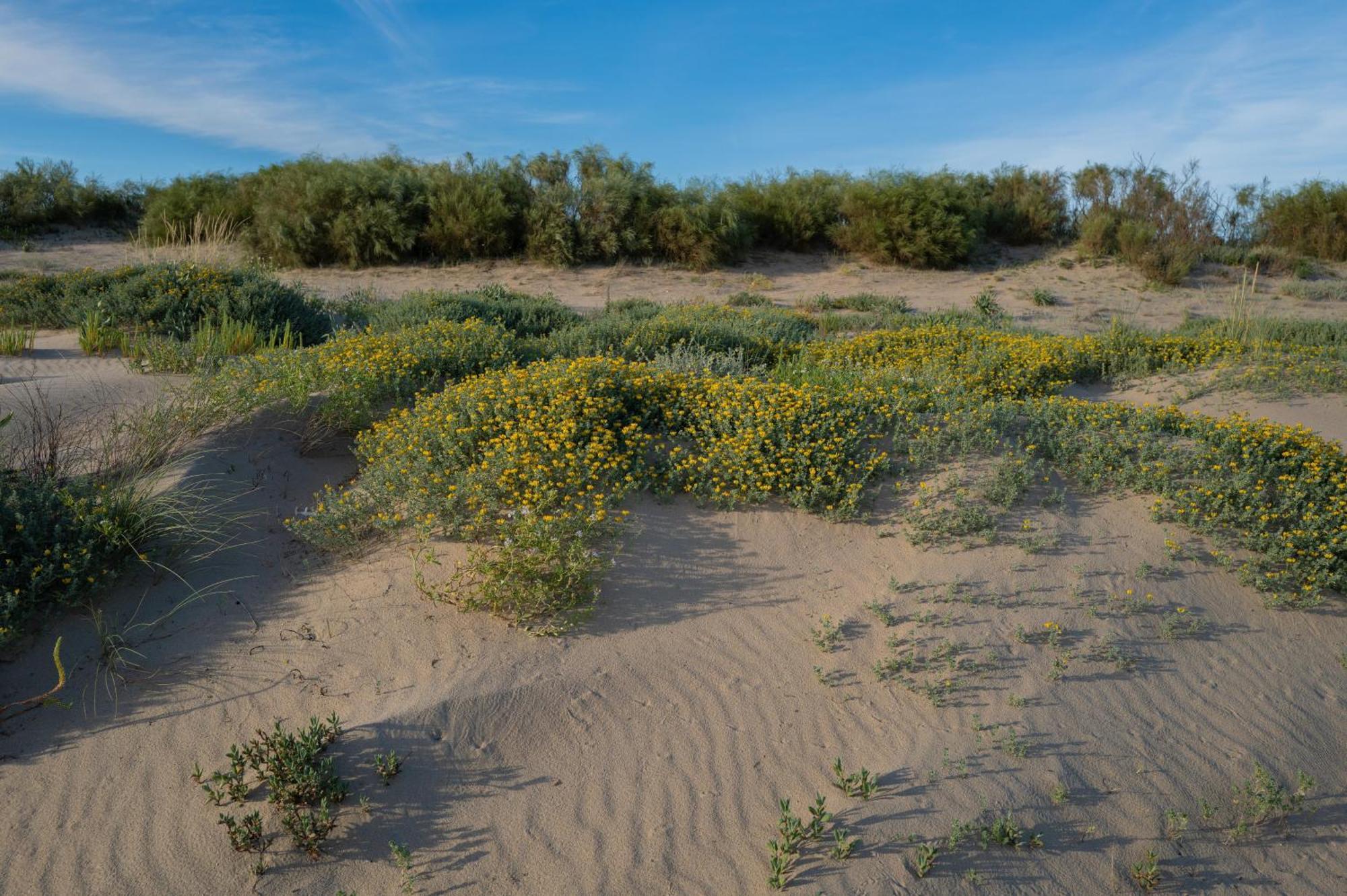 Apartamento - Atico Isla Canela Ayamonte Kültér fotó